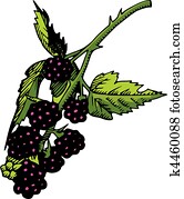 Fruits Fruits