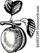 Fruits Fruits
