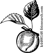Fruits Fruits