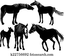 horses horses