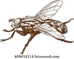stich, abbildung, von, fliege, insekt stich, abbildung, von, fliege, insekt
