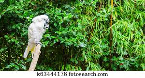 white moluccan cockatoo putting some food in his mouth and sticking his tongue out