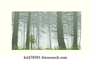 inspiring misty rainforest scene on mount maxwell inspiring misty rainforest scene on mount maxwell
