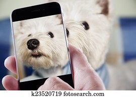 Pet photography Pet photography