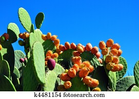 Cactus Cactus