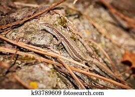 Common wall lizard sunbathing on a rock in the morning