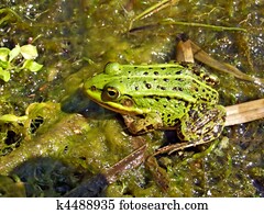 frog in marsh frog in marsh