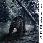 Grizzly Bear Grizzly Bear