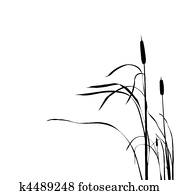 vector silhouette of the reed isolated on white background vector silhouette of the reed isolated on white background