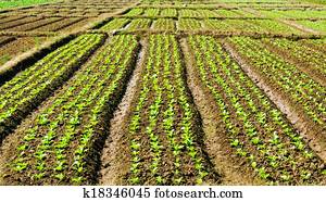 Vegetable garden. Vegetable garden.