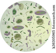 חיידקים, ו, וירוס