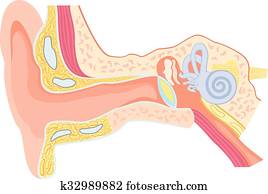 Clipart of Ear anatomy, eps8 k6593701 - Search Clip Art, Illustration ...