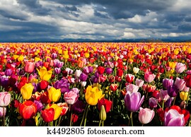 campo, de, tulips