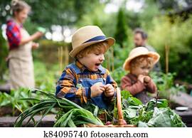 Family with small children gardening on farm, growing organic vegetables. Family with small children gardening on farm, growing organic vegetables.
