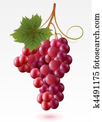 Grapes Grapes