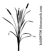 illustration of the reed on white background illustration of the reed on white background