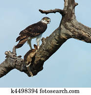 Martial Eagle