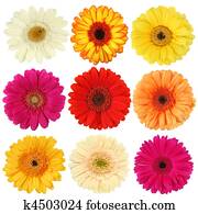 Daisy flower collection Daisy flower collection