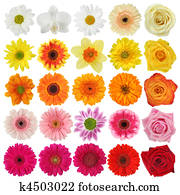 Flower collection Flower collection