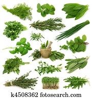 Fresh herbs collection Fresh herbs collection