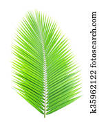 Green coconut leaf frame isolated