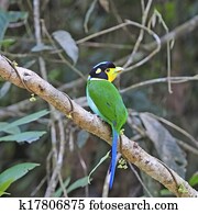 Long-tailed Broadbill