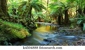 Rainforest River Panorama Rainforest River Panorama