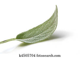 Sage Leaf Sage Leaf