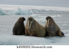 Walrus Walrus