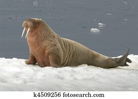 Walrus Walrus