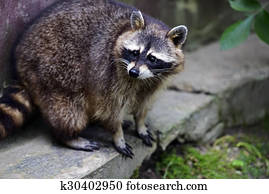 Waschbär Fotos | 1000+ Waschbär Bilder | Fotosearch