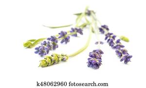 Bunch of lavender. Bunch of lavender.