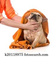 dog grooming dog grooming