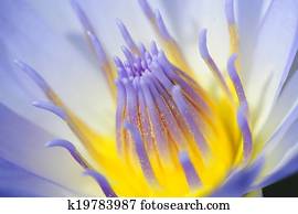 Lotus Lotus