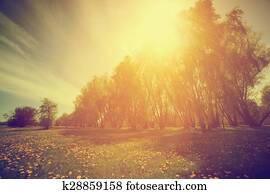 Vintage nature. Spring sunny park, trees and dandelions