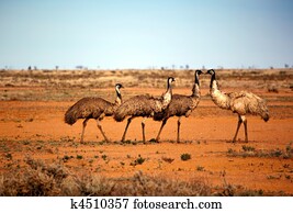 איזורים מרוחקים, אמוים