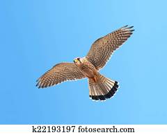 Common Kestrel (Falco tinnunculus)