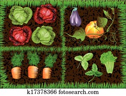 gemüsegarten gemüsegarten