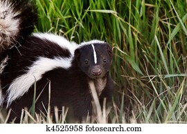 jovem, esquilo, em, à margem estrada, vala