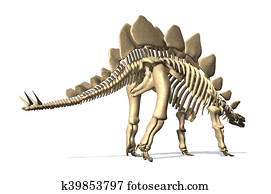 complete stegosaurus skeleton