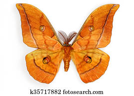 Silk Moth Images | Our Top 1000+ Silk Moth Stock Photos | Fotosearch