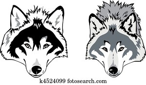 ראש של זאב, וקטור