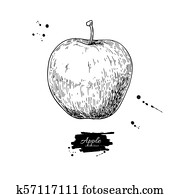 Apple vector drawing. Hand drawn isolated fruit. Summer food Apple vector drawing. Hand drawn isolated fruit. Summer food