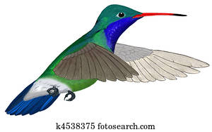 Broad-billed Hummingbird flying Broad-billed Hummingbird flying