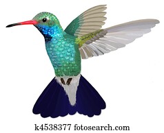 Broad-billed Hummingbird hovering Broad-billed Hummingbird hovering