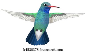 Broad-billed Hummingbird hovering Broad-billed Hummingbird hovering