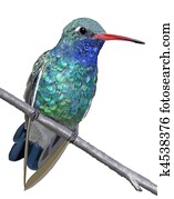 Broad-billed Hummingbird - male Broad-billed Hummingbird - male