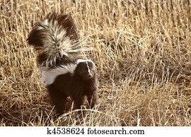 esquilo, em, stubble, campo