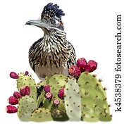 Greater Roadrunner in Opuntia Greater Roadrunner in Opuntia