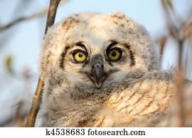 Owlet In Nest In Saskatchewan Great Horned Owl Babies Owlets In Nest Stock Image